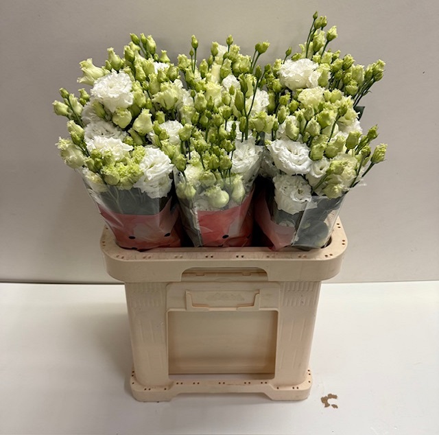 Lisianthus du celeb chrystal.jpg
